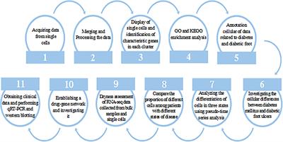 Characterization of the microenvironment of diabetic foot ulcers and potential drug identification based on scRNA-seq